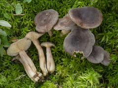 Lactarius mammosus