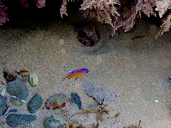 Mecaenichthys immaculatus