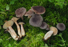 Lactarius mammosus
