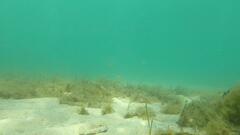 Favonigobius lateralis