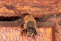Megachile basalis