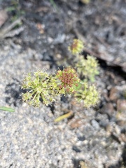 Hydrocotyle laxiflora