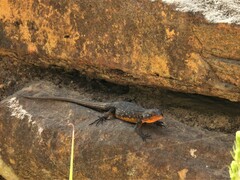 Ninurta coeruleopunctatus