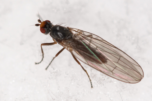 Orbellia cuniculorum