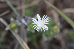 Ruschia recurva