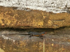 Ninurta coeruleopunctatus