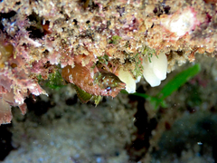 Enneapterygius atrogulare