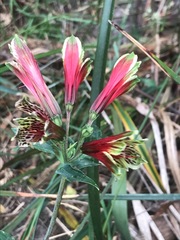 Alstroemeria psittacina