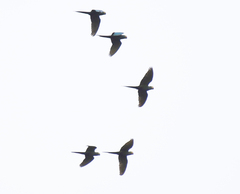 Orthopsittaca manilatus