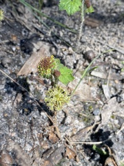 Hydrocotyle laxiflora