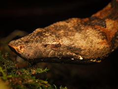 Solomon Island Ground Boa photo 2
