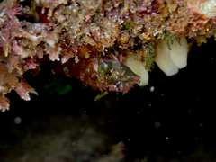 Enneapterygius atrogulare