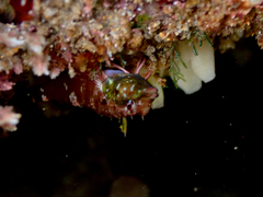 Enneapterygius atrogulare