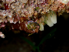 Enneapterygius atrogulare