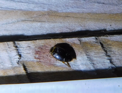 Laccophilus poecilus