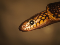 Stegonotus batjanensis