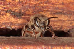 Megachile basalis