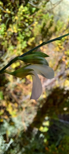 Image of Psoralea fleta by (c) Danie Palm, some rights reserved (CC BY)