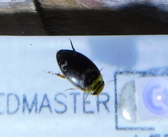 Laccophilus poecilus