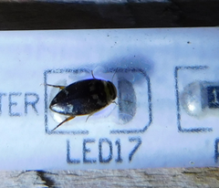 Laccophilus poecilus