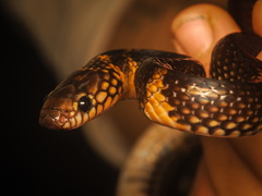 Stegonotus batjanensis