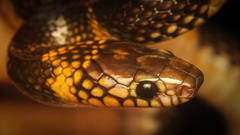 Stegonotus batjanensis