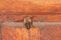 Megachile basalis