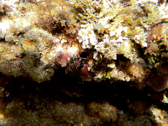 Enneapterygius atrogulare