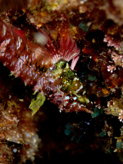 Enneapterygius atrogulare