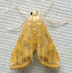 Elophila gyralis