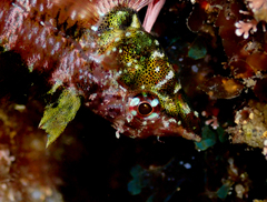 Enneapterygius atrogulare