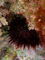 Heliocidaris tuberculata