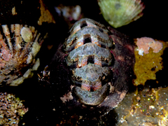 Onithochiton quercinus