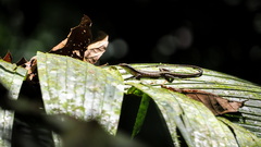 Emoia longicauda
