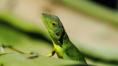Bronchocela