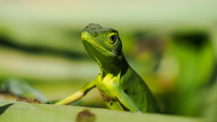 Bronchocela
