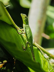 Bronchocela