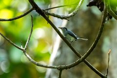 Polioptila bilineata