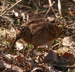 Scolopax rusticola