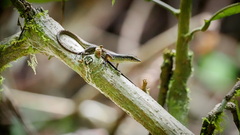 Emoia longicauda