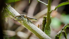 Emoia longicauda