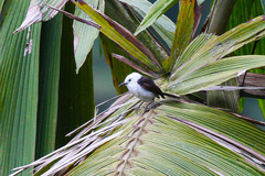 Campylorhynchus albobrunneus