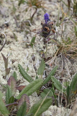 Dracocephalum grandiflorum