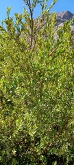 Diospyros glabra