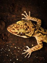 Cyrtodactylus