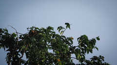 Geoffroyus geoffroyi