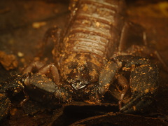 Hormurus