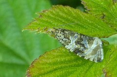 Syricoris lacunana