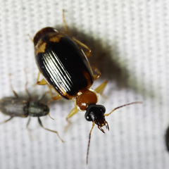 Lebia