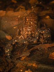 Hormurus